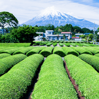 日本茶の産地偽装を受け、信頼性やトレーサビリティ向上に向けVeChain技術の概念実証を実施