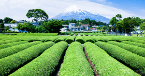 日本茶の産地偽装を受け、信頼性やトレーサビリティ向上に向けVeChainの技術で概念実証を実施