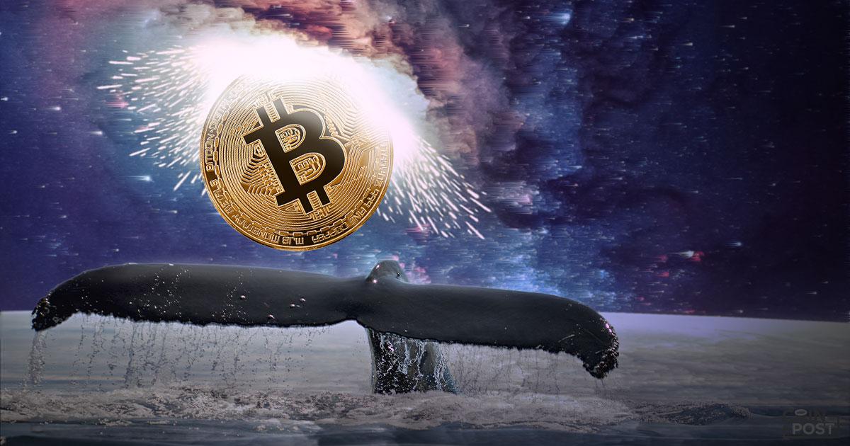 Bitcoin whale3 0517